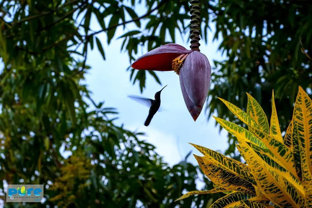 Pure Garden Resort Negril Hotel